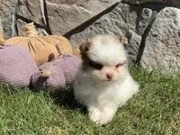 Rocky, a male Pomeranian for sale in Dalton, OH – 3 of 6