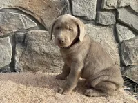 Thunder, a male Labrador Retriever for sale in Dalton, OH – Photo 2 of 3