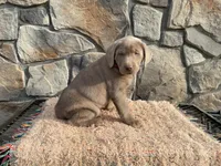 Thunder, a male Labrador Retriever for sale in Dalton, OH – Photo 3 of 3