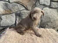 Skye, a female Labrador Retriever for sale in Dalton, OH – Photo 3 of 3