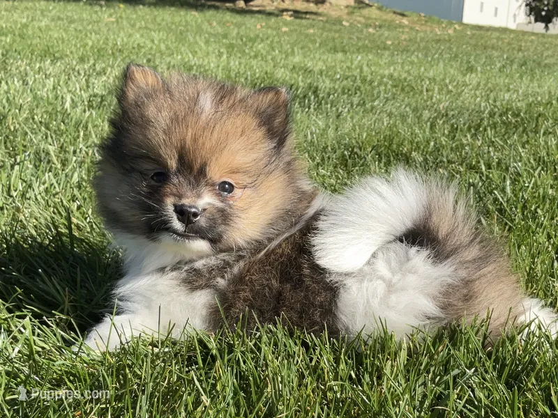 Mini – Pomeranian puppy for sale in Dalton, OH