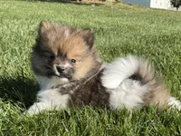 Mini, a female Pomeranian for sale in Dalton, OH – 1 of 7