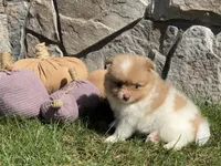 Theo, a male Pomeranian for sale in Dalton, OH – 3 of 5