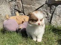 Ryder, a male Pomeranian for sale in Dalton, OH – 3 of 5