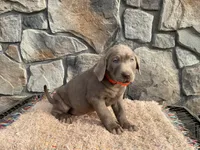 Stormy, a male Labrador Retriever for sale in Dalton, OH – Photo 4 of 4