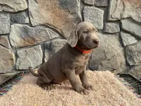 Stormy, a male Labrador Retriever for sale in Dalton, OH – Photo 1 of 4
