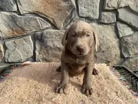 Stormy, a male Labrador Retriever for sale in Dalton, OH – Photo 2 of 4