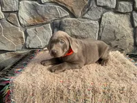 Stormy, a male Labrador Retriever for sale in Dalton, OH – Photo 3 of 4