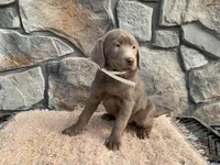 Misty, a female Labrador Retriever for sale in Dalton, OH – Photo 2 of 4