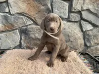 Misty, a female Labrador Retriever for sale in Dalton, OH – Photo 1 of 4