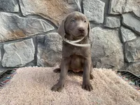 Misty, a female Labrador Retriever for sale in Dalton, OH – Photo 3 of 4