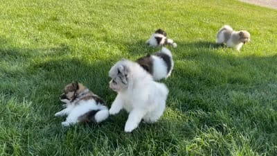 Mini, a female Pomeranian for sale in Dalton, OH – 7 of 7