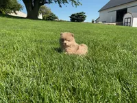 (AKC) Chief , a male Pomeranian for sale in Dalton, OH – 3 of 3