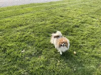 Jasper, a male Pomeranian for sale in Dalton, OH – 5 of 6