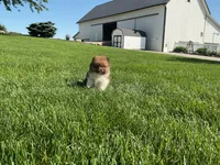 ( AKC) Buster, a male Pomeranian for sale in Dalton, OH – 4 of 4