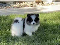 Macy, a female Pomeranian for sale in Dalton, OH – 3 of 7