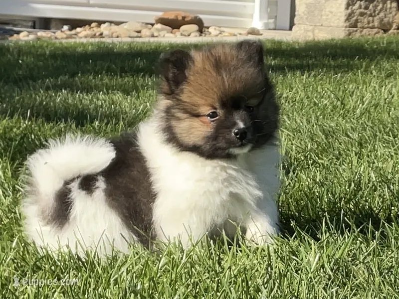 Jack – Pomeranian puppy for sale in Dalton, OH