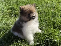 Mini, a female Pomeranian for sale in Dalton, OH – 4 of 7