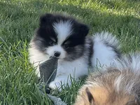 Macy, a female Pomeranian for sale in Dalton, OH – 1 of 7