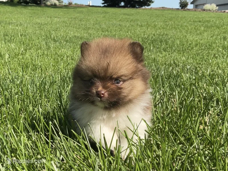 ( AKC) Buster – Pomeranian puppy for sale in Dalton, OH