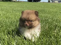 ( AKC) Buster, a male Pomeranian for sale in Dalton, OH – 1 of 4