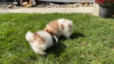 Rocky, a male Pomeranian for sale in Dalton, OH – 6 of 6