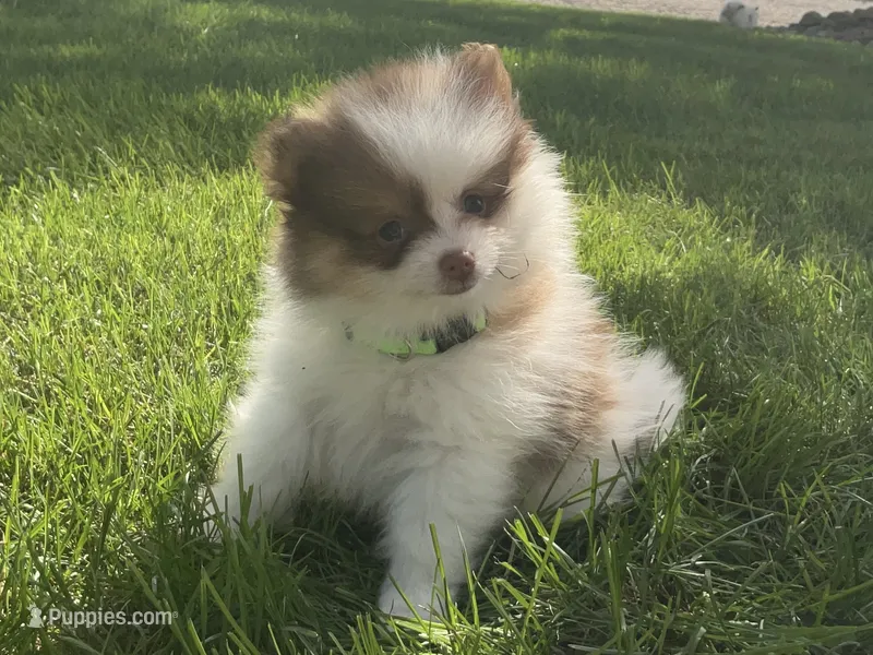 Ryder – Pomeranian puppy for sale in Dalton, OH