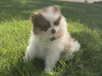 Ryder, a male Pomeranian for sale in Dalton, OH – 1 of 5