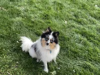 Macy, a female Pomeranian for sale in Dalton, OH – 6 of 7