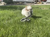 Rocky, a male Pomeranian for sale in Dalton, OH – 5 of 6