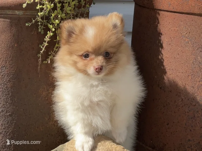 Theo – Pomeranian puppy for sale in Dalton, OH