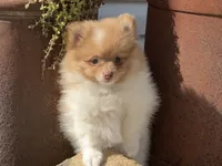 Theo, a male Pomeranian for sale in Dalton, OH – 1 of 5