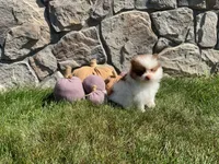 Ryder, a male Pomeranian for sale in Dalton, OH – 4 of 5