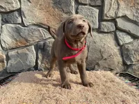 Rayne , a female Labrador Retriever for sale in Dalton, OH – Photo 4 of 4