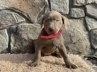 Rayne , a female Labrador Retriever for sale in Dalton, OH – Photo 3 of 4