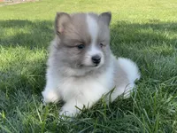 Jasper, a male Pomeranian for sale in Dalton, OH – 3 of 6