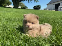 (AKC) Chief , a male Pomeranian for sale in Dalton, OH – 1 of 3