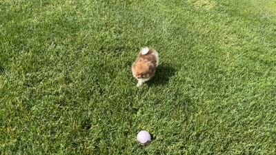 ( AKC) Buster, a male Pomeranian for sale in Dalton, OH – 5 of 5