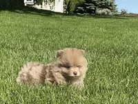 (AKC) Chief , a male Pomeranian for sale in Dalton, OH – 2 of 3