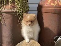 Theo, a male Pomeranian for sale in Dalton, OH – 2 of 5