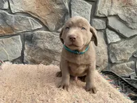 Flash, a male Labrador Retriever for sale in Dalton, OH – Photo 3 of 4