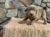 Flash, a male Labrador Retriever for sale in Dalton, OH – Photo 1 of 4