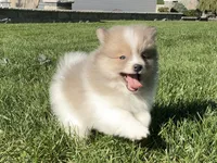 Jasper, a male Pomeranian for sale in Dalton, OH – 2 of 6