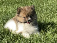 Mini, a female Pomeranian for sale in Dalton, OH – 2 of 7