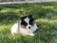 Macy, a female Pomeranian for sale in Dalton, OH – 4 of 7