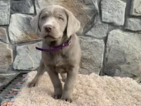 Shadow , a female Labrador Retriever for sale in Dalton, OH – Photo 1 of 4