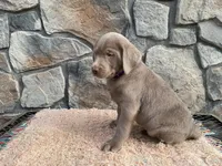 Shadow , a female Labrador Retriever for sale in Dalton, OH – Photo 2 of 4