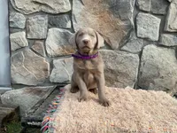 Shadow , a female Labrador Retriever for sale in Dalton, OH – Photo 3 of 4