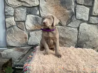 Shadow , a female Labrador Retriever for sale in Dalton, OH – Photo 4 of 4