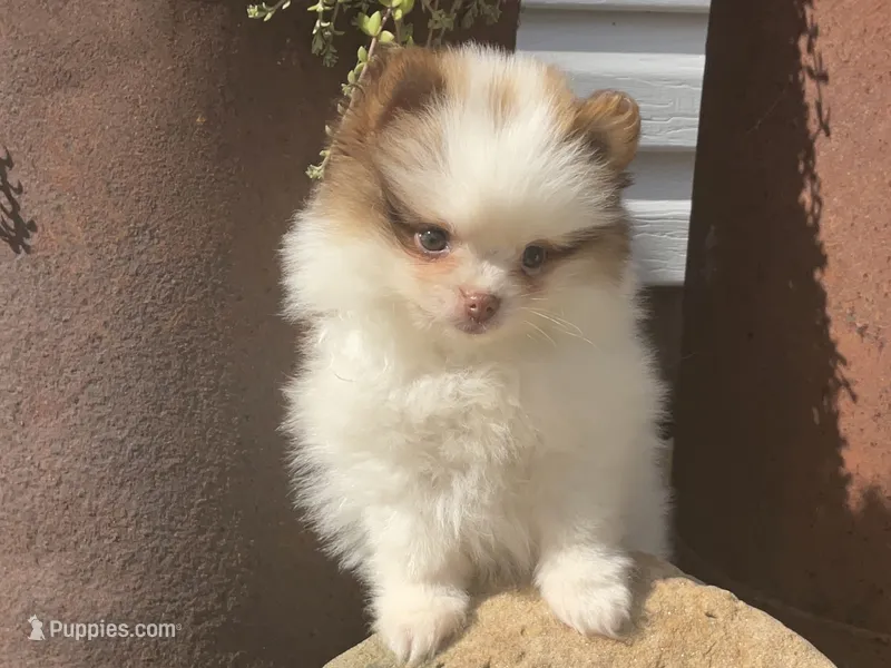 Rocky – Pomeranian puppy for sale in Dalton, OH